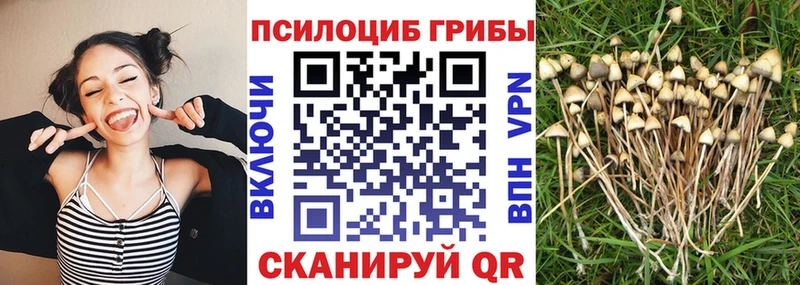 Псилоцибиновые грибы мицелий  Купить закладки  Чкаловск 